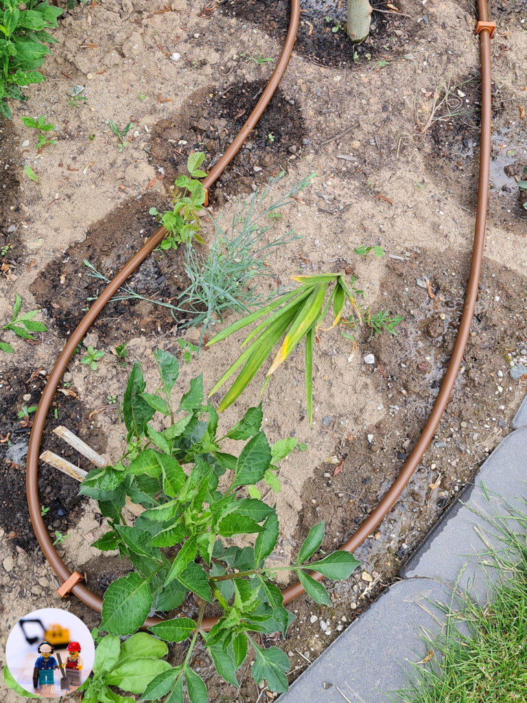 Rainbird Tropfbewässerung